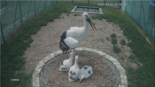 무럭무럭 자란 김해 새끼 황새 