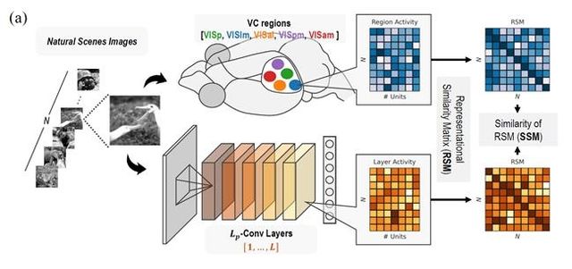 인공지능과 실제 뇌의 시각 반응 비교 실험