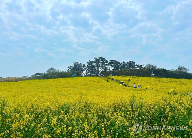 유채꽃 넘실대는 부안 수성당