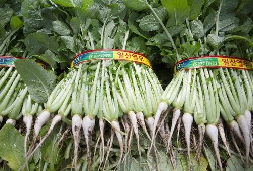 고양시, '일산 열무' 지리적표시제 등록 추진