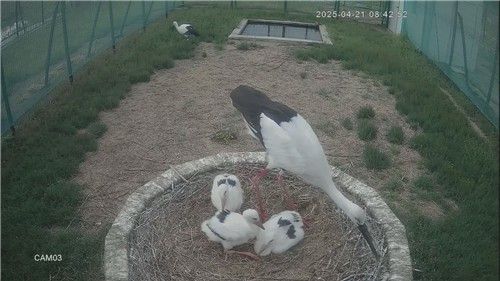 건강하게 자란 김해시 새끼 황새 3마리 