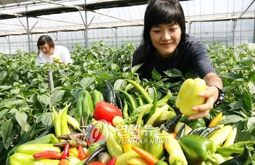 농진청 육성 컬러 풋고추