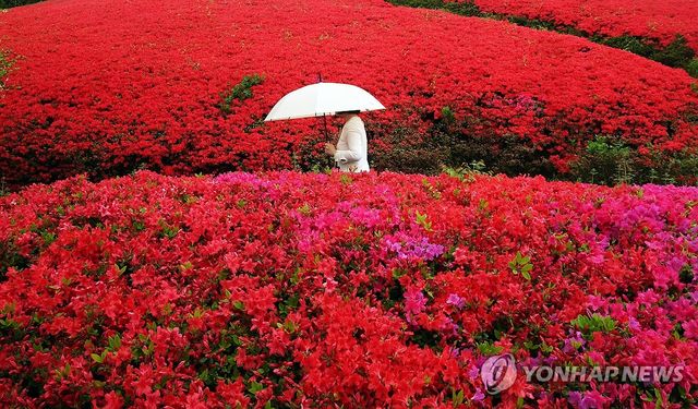 봄비 내리는 풍경