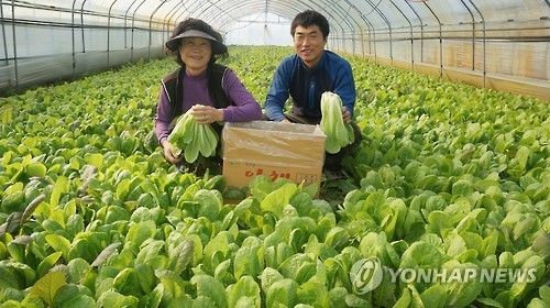 한겨울에 수확하는 얼갈이배추