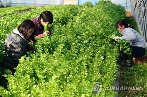 "향긋한 셀러리 드세요"