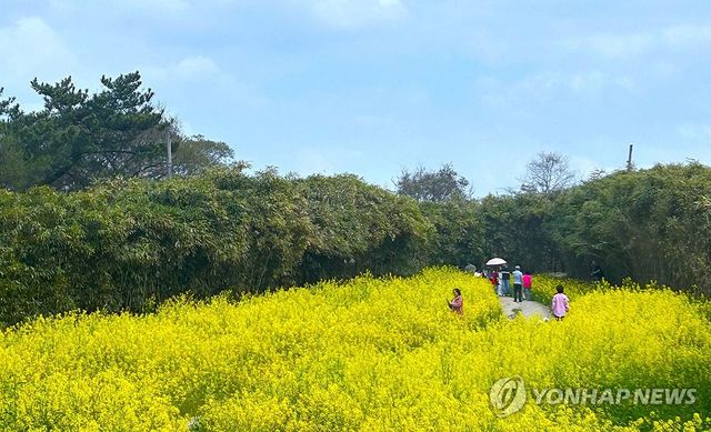 유채꽃 만개한 부안 수성당