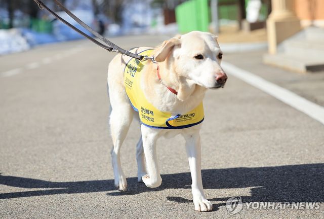 은퇴한 '국회견' 조이의 산책 모습