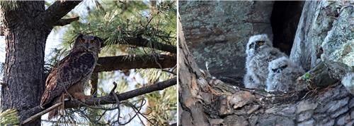 둥지가 내려다보이는 소나무에 앉아 새끼 지켜보는 어미