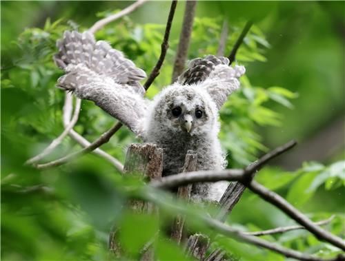 동해안 천년 고찰의 품에서 큰 긴점박이올빼미 