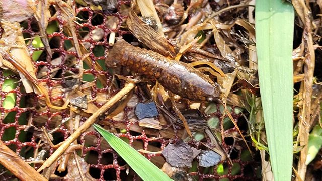 천안 병천천서 다시 발견된 생태계 교란종 '미국가재'
