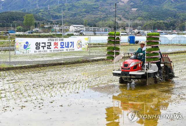 양구군, 올해 첫 모내기