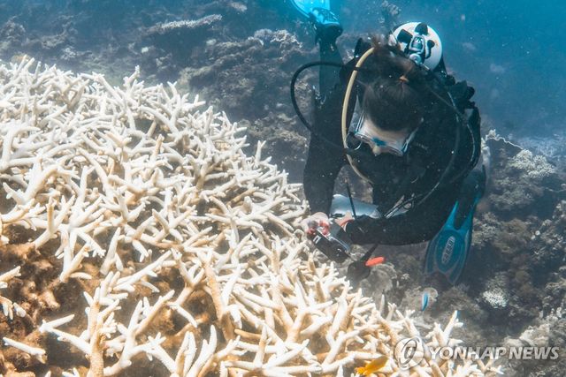 백화현상이 발생한 호주의 산호초