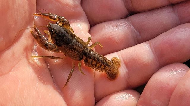 천안 병천천서 다시 발견된 생태계 교란종 '미국가재'