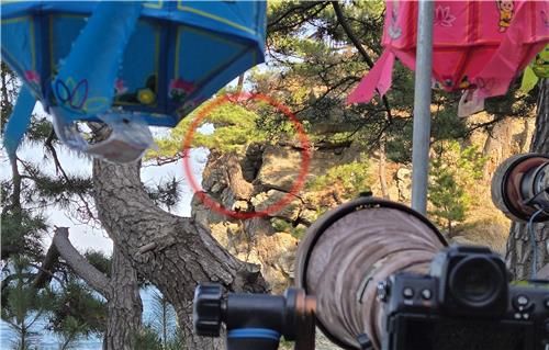 수리부엉이 둥지가 있는 천년 고찰의 해안 절벽