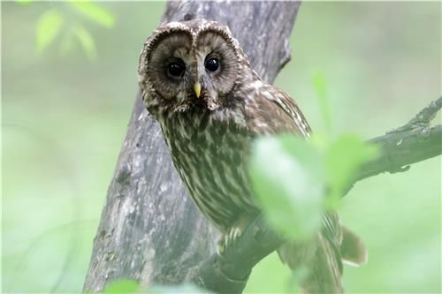천년 고찰에서 새끼 키운 긴점박이올빼미.2023년