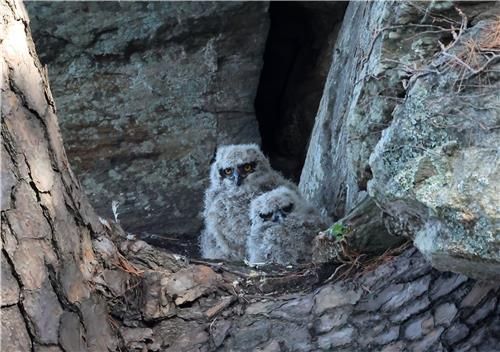 천년 고찰 절벽에 둥지 튼 수리부엉이