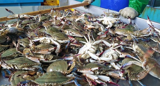 갓 잡아 올린 봄 꽃게