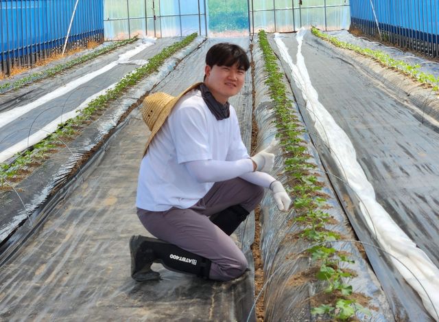 멜론 모종 살펴보는 강형민씨