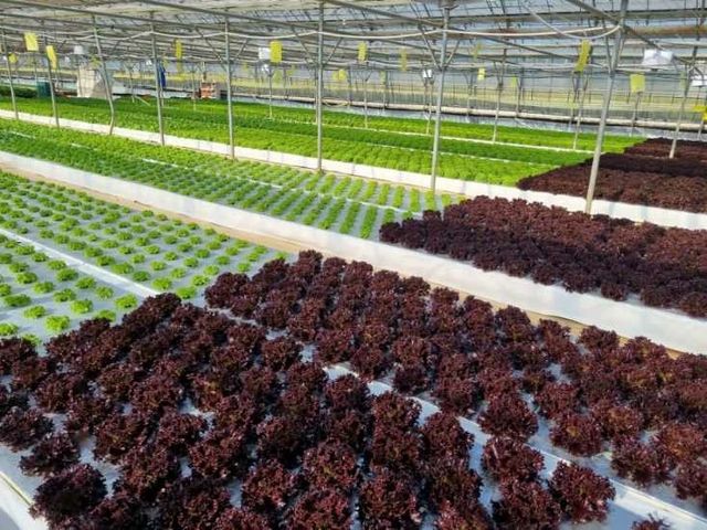 임아람 씨의 농장