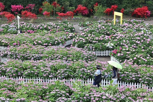 수국의 계절이 왔다