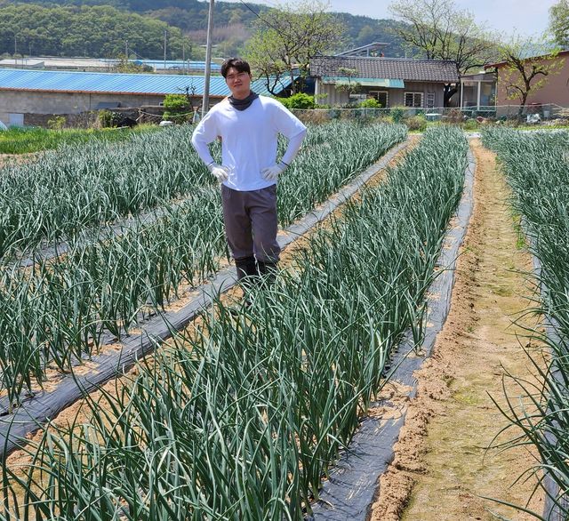 양파 관리하는 강형민씨