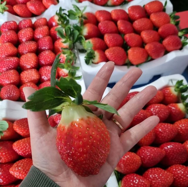 딸기공방 생산 딸기 출하