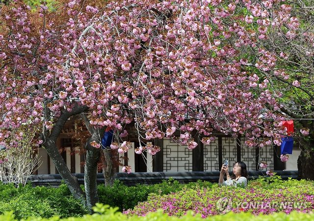 고풍스러운 강릉의 봄
