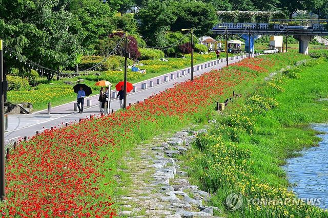 장성 황룡강 길동무 꽃길축제