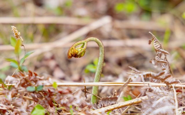 조그만 얼굴 들고 솟아 오르는 고사리