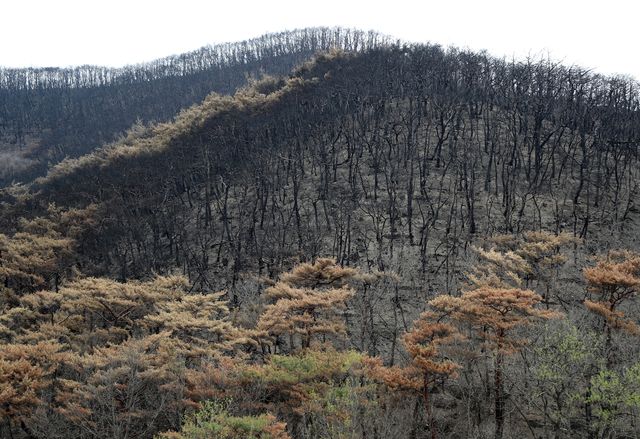 화마가 지나간 등운산