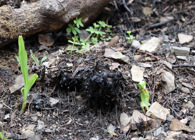 화마 휩쓴 자리에 올라오는 초록빛 희망