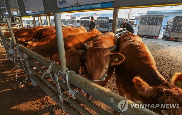 [연합뉴스 자료사진]