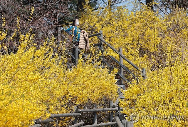 노랗게 물들인 개나리