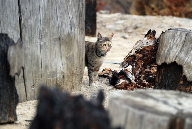 고양이도 '망연자실'