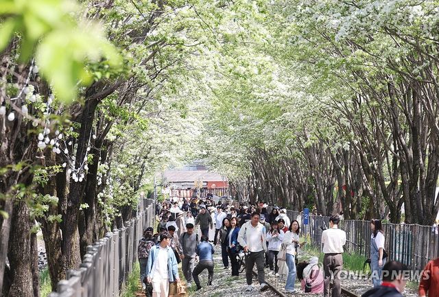 이팝나무 개화한 철길