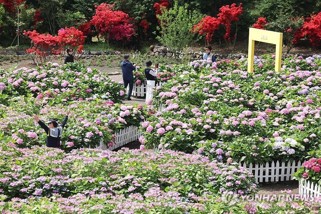 수국의 계절이 왔다