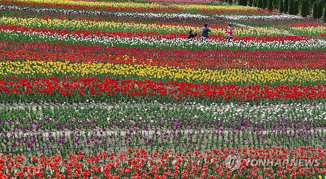 만개한 튤립 사이로