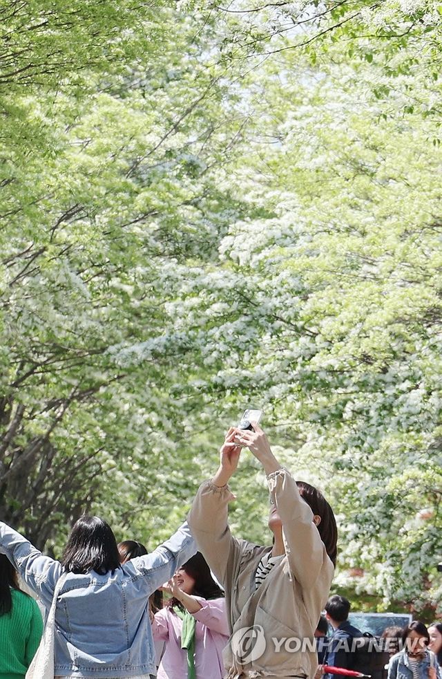 이팝나무 속으로