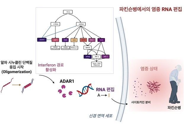 파킨슨병에서의 RNA 편집