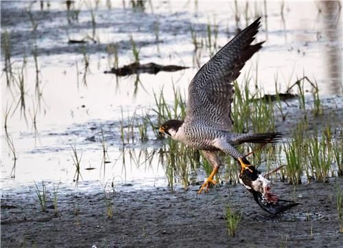 인기척에 놀라 날아가려는 매