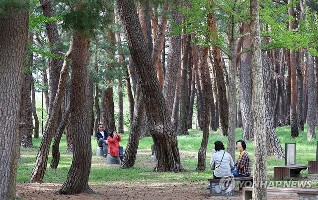 싱그러운 소나무 숲의 휴일