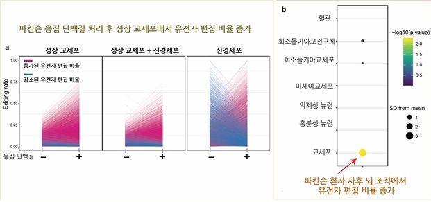 파킨슨병 응집 단백질을 처리한 뒤 교세포에서 유전자 편집 비율이 증가한 모습