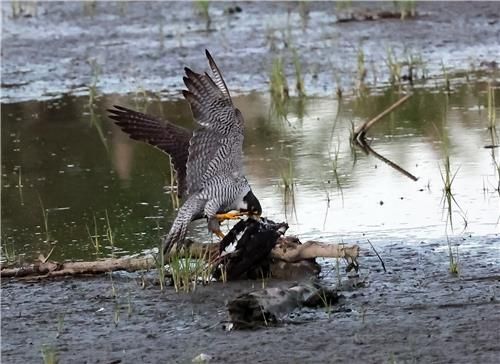 사냥한 먹잇감을 뜯어 먹는 매