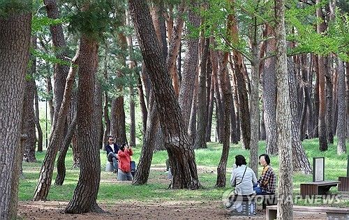 소나무 숲 속 휴식