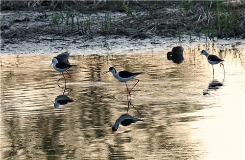 어스름한 저녁 먹이 활동하는 장다리물떼새