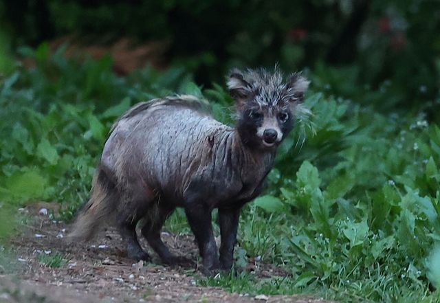 송도 도심 공원에서 발견된 온몸에 털 빠진 너구리