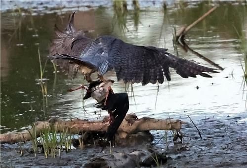 장다리물떼새 잡은 매