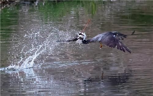 장다리물떼새 사냥에 성공한 매