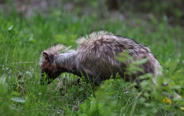 송도 도심 공원에서 발견된 '개선충' 감염 너구리