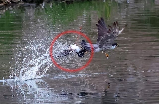 장다리물떼새 사냥에 성공한 매